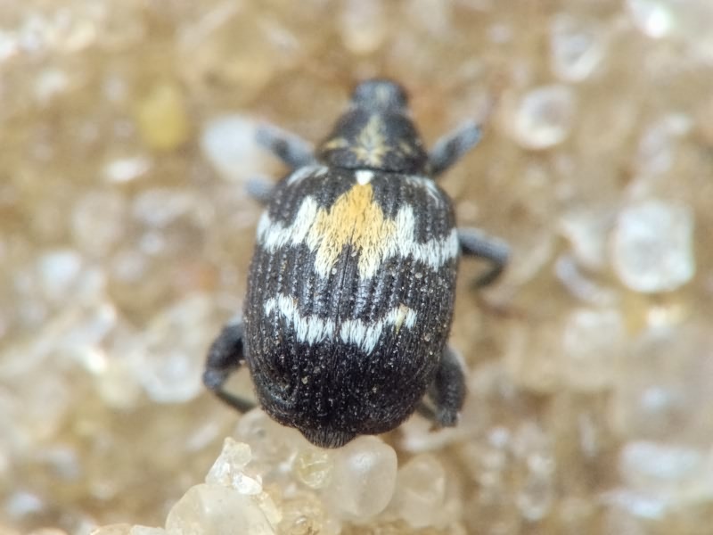 Tachyerges salicis (Linnaeus, 1758)